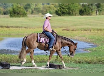 American Quarter Horse, Gelding, 5 years, 14,3 hh, Sorrel