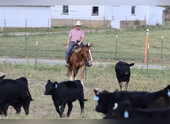American Quarter Horse, Gelding, 5 years, 14,3 hh, Sorrel