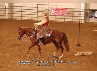 American Quarter Horse, Gelding, 5 years, 14,3 hh, Sorrel