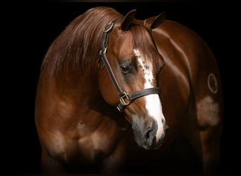 American Quarter Horse, Gelding, 5 years, 14,3 hh, Sorrel