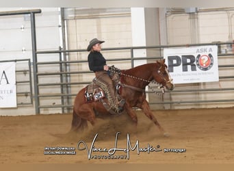 American Quarter Horse, Gelding, 5 years, 14,3 hh, Sorrel