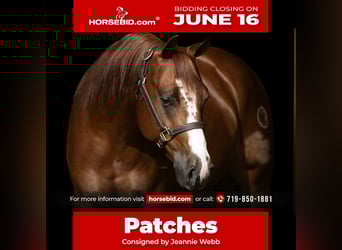 American Quarter Horse, Gelding, 5 years, 14,3 hh, Sorrel