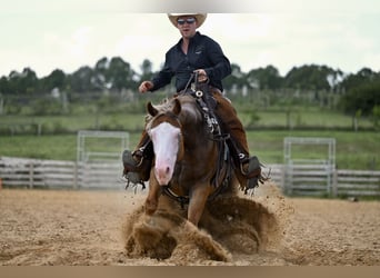 American Quarter Horse, Gelding, 5 years, 14,3 hh, Sorrel
