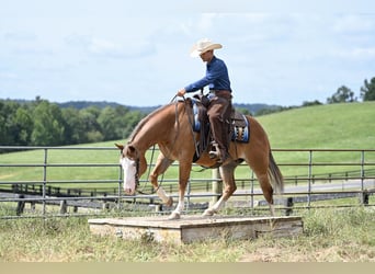 American Quarter Horse, Gelding, 5 years, 14,3 hh, Sorrel