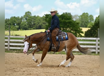 American Quarter Horse, Gelding, 5 years, 14,3 hh, Sorrel
