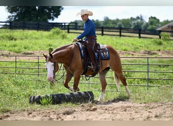 American Quarter Horse, Gelding, 5 years, 14,3 hh, Sorrel