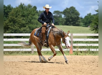 American Quarter Horse, Gelding, 5 years, 14,3 hh, Sorrel