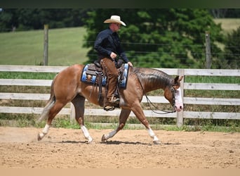 American Quarter Horse, Gelding, 5 years, 14,3 hh, Sorrel