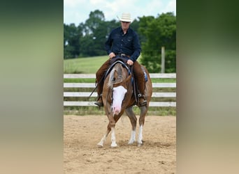 American Quarter Horse, Gelding, 5 years, 14,3 hh, Sorrel