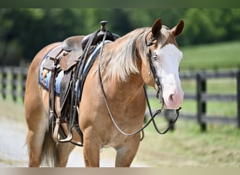 American Quarter Horse, Gelding, 5 years, 14,3 hh, Sorrel