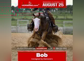 American Quarter Horse, Gelding, 5 years, 14,3 hh, Sorrel