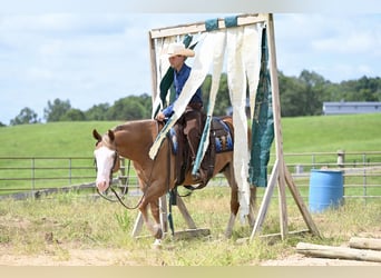 American Quarter Horse, Gelding, 5 years, 14,3 hh, Sorrel