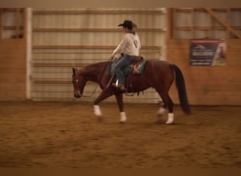 American Quarter Horse, Gelding, 5 years, 15.1 hh, Bay
