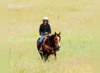 American Quarter Horse, Wallach, 5 Jahre, 15,1 hh, Rotbrauner