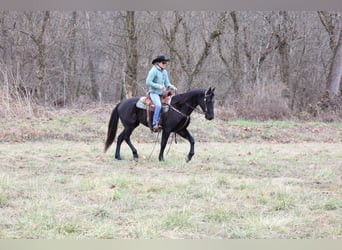 American Quarter Horse, Gelding, 5 years, 15.1 hh, Black