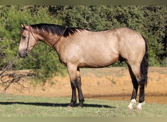 American Quarter Horse, Gelding, 5 years, 15.1 hh, Buckskin