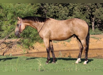 American Quarter Horse, Gelding, 5 years, 15.1 hh, Buckskin