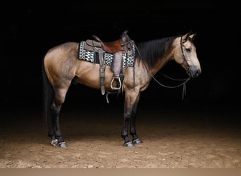 American Quarter Horse, Gelding, 5 years, 15.1 hh, Buckskin