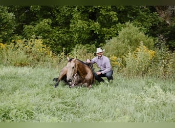 American Quarter Horse, Gelding, 5 years, 15.1 hh, Buckskin