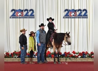 American Quarter Horse, Gelding, 5 years, 15.1 hh, Buckskin