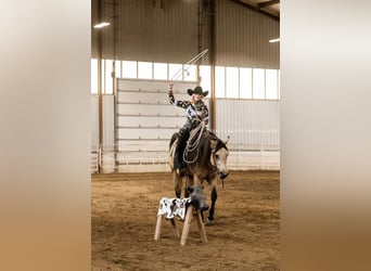 American Quarter Horse, Gelding, 5 years, 15.1 hh, Buckskin