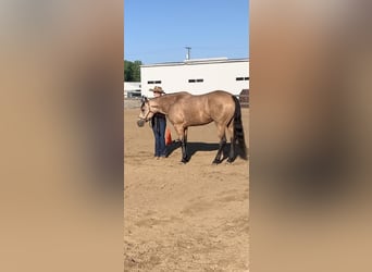 American Quarter Horse, Gelding, 5 years, 15.1 hh, Buckskin