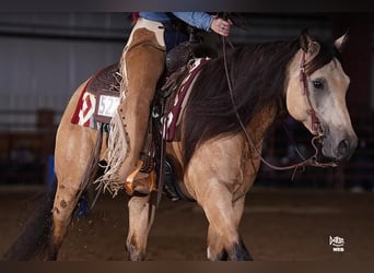 American Quarter Horse, Gelding, 5 years, 15.1 hh, Buckskin