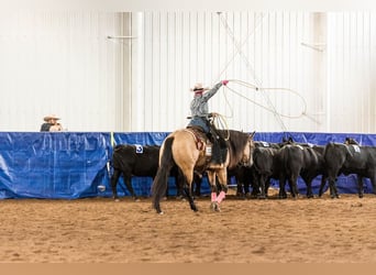 American Quarter Horse, Gelding, 5 years, 15.1 hh, Buckskin
