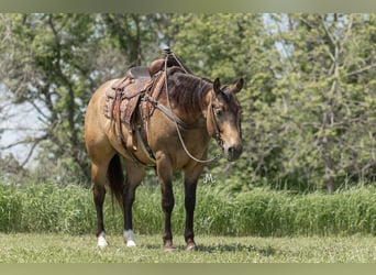 American Quarter Horse, Gelding, 5 years, 15,1 hh, Buckskin