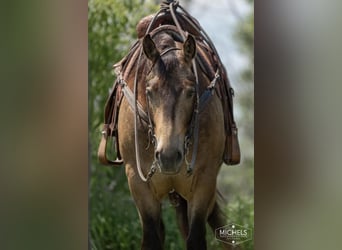 American Quarter Horse, Gelding, 5 years, 15,1 hh, Buckskin