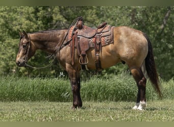 American Quarter Horse, Gelding, 5 years, 15,1 hh, Buckskin