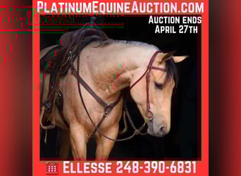 American Quarter Horse, Gelding, 5 years, 15.1 hh, Buckskin