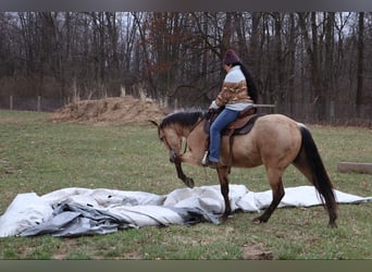 American Quarter Horse, Gelding, 5 years, 15.1 hh, Buckskin