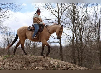 American Quarter Horse, Gelding, 5 years, 15.1 hh, Buckskin