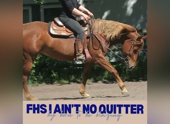 American Quarter Horse, Gelding, 5 years, 15.1 hh, Chestnut