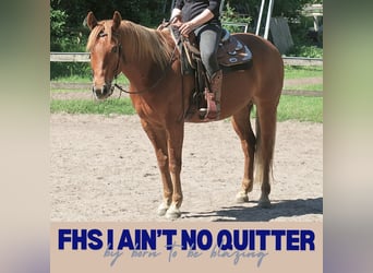 American Quarter Horse, Gelding, 5 years, 15.1 hh, Chestnut