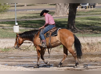 American Quarter Horse, Gelding, 5 years, 15.1 hh, Dun