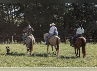 American Quarter Horse, Gelding, 5 years, 15,1 hh, Grullo