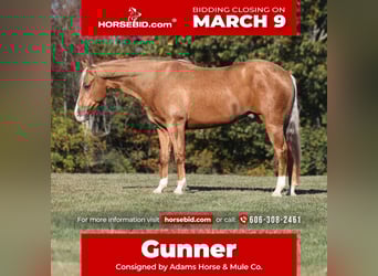 American Quarter Horse, Gelding, 5 years, 15.1 hh, Palomino