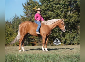 American Quarter Horse, Gelding, 5 years, 15.1 hh, Palomino