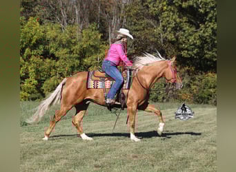 American Quarter Horse, Gelding, 5 years, 15.1 hh, Palomino