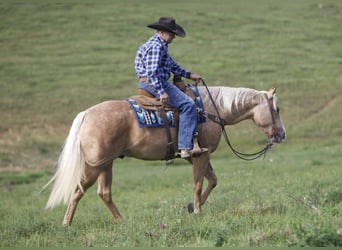 American Quarter Horse, Gelding, 5 years, 15,1 hh, Palomino