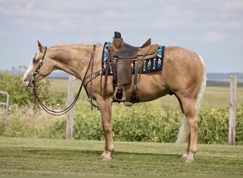 American Quarter Horse, Gelding, 5 years, 15,1 hh, Palomino