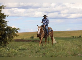 American Quarter Horse, Gelding, 5 years, 15,1 hh, Palomino