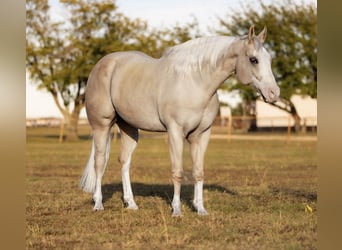 American Quarter Horse, Gelding, 5 years, 15,1 hh, Palomino