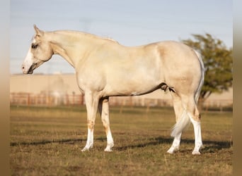 American Quarter Horse, Gelding, 5 years, 15,1 hh, Palomino