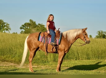 American Quarter Horse, Gelding, 5 years, 15.1 hh, Palomino