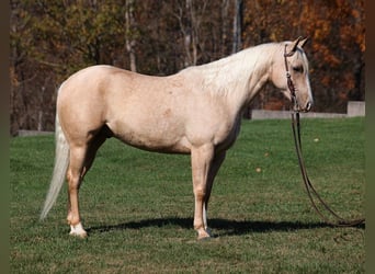 American Quarter Horse, Gelding, 5 years, 15.1 hh, Palomino