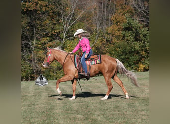 American Quarter Horse, Gelding, 5 years, 15.1 hh, Palomino