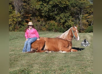 American Quarter Horse, Gelding, 5 years, 15.1 hh, Palomino